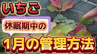 【いちご】ココが分かれば管理が分かる！1月はこれに気を付けて下さい。そろそろ覚醒できます。