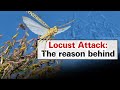 Locust Attack: The Reason Behind