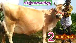 செவலை மற்றும் சந்தன பிள்ளை கலரில் 18 லிட்டர் கறவையில் விற்பனைக்கு..