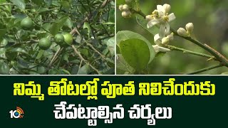 Lemon Cultivation | నిమ్మ తోటల్లో పూత నిలిచేందుకు చేపట్టాల్సిన చర్యలు | Matti Manishi | 10TV