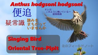 野鳥　ビンズイ　鳴き声 Bird Singing Oriental Tree Pipit 　3'33\