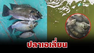 ปลาหมอคางดำ ปลาเอเลี่ยนภัยร้ายธรรมชาติ | อมรินทร์อัปเดต