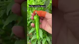 காய் நறுக்க உதவும் கருவி #agriculture