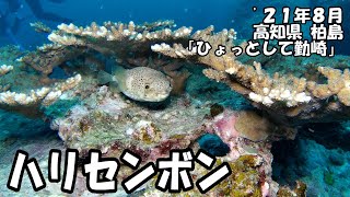 ハリセンボン（’２１年８月　高知県柏島）