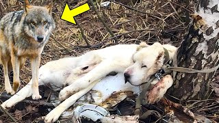 He Took His Dog To The Forest And Left Her There. But Years Later, Something Unbelievable Happened!