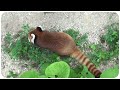 ツンなお嬢様風『円美ちゃん』レッサーパンダ／red panda