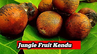 Kendu Fruit Collect From Jungle |😋😋😋