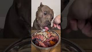 Preparing A Raw Dog Diet