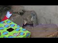 12 days of christmas zoo style meerkat teaser trailer