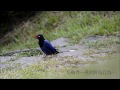 《我的翎毛朋友／野鳥的祕密》用「蟻浴」洗澡的台灣藍鵲