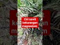 tambahkan dolomit pada sawit #shortvideo #kelapasawit