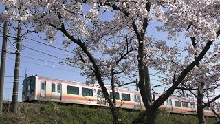 満開の桜とE129系B2編成【4K】信越本線下り1323M