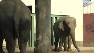 Elephant, Coupling [Kobe Oji Zoo]　ゾウ、カップリング中[神戸王子動物園]