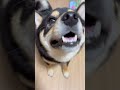 お散歩に気合いの入る、まろ。 黒柴 柴犬 犬 お散歩 shibainu shiba