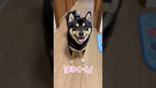 お散歩に気合いの入る、まろ。#黒柴#柴犬#犬#お散歩#shibainu#shiba