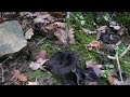 cueillette champignons trompettes de la mort ardeche 17 novembre 2013 suite