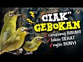 suara ciak ciak kecial kuning gebokan ampuh rangsang birahi bikin kecial sehat dan rajin bunyi