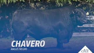 👉 CIALE Alta | Toro 𝐂𝐇𝐀𝐕𝐄𝐑𝐎 | Angus Negro ✅ La mejor #GENETICABOVINA