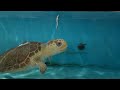 Kalan the Loggerhead Sea Turtle Released Back Into The Ocean