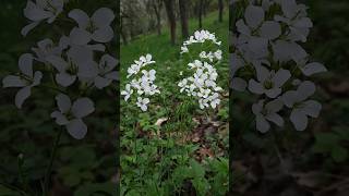 Cardamine flexuosa 🤍 #garden #natureshorts #beautiful #nature #springflowers #viral #foryou