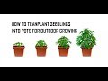 How to Transplant Seedlings Outdoors | Growing Weed Outdoors