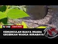 Warga Surabaya Digegerkan Oleh Kemunculan 4 Ekor Buaya Muara Besar | Kabar Utama tvOne