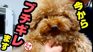 トイプードルがブチギレた結果、、【犬】【すぐキレる】【かわいい】【ムギカル】#44