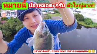 เปิดสูตรเด็ด เคล็ดลับการตกปลาหมอตะกรับ สูตรนี้ มีตัวไม่มีพลาด Fishing easy