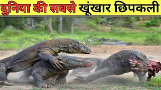 यह है दुनिया की सबसे खूंखार और जहरीली छिपकली | This is the world's most dreaded and poisonous Lizard