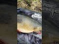 monster 50cm 5.18lb perch