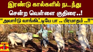 இரண்டு கால்களில் நடந்து  சென்ற வெள்ளை குதிரை..! \