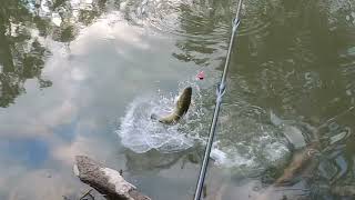 Murray Cod fishing, Insane surface strikes.how good is it. It’s addictive