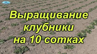Клубничный огород. Вот это объёмы!!!