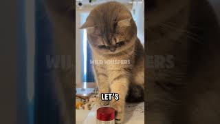 The cat was confused about what she could do to deal with her boredom#adorablekittens #kittencomedy