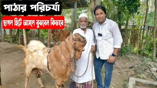 কি কি খাবার পাঠার প্রজনন ক্ষমতা বৃদ্ধি করে। ছাগল হিটে আসলে কখন পাঠা দেখাবেন। গুরুত্বপূর্ণ পরামর্শ