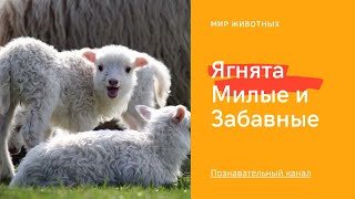 Ягнята милые и забавные | Познавательный канал для детей.