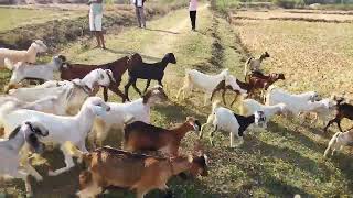 Verma goat farm chhattisgarh 8319645830