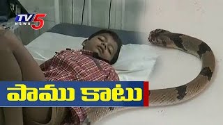 Venomous Snake Bites 7 in Uravakonda : TV5 News