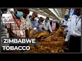 Zimbabwe tobacco: Biggest foreign currency earner hit by COVID-19