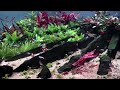 aquascaping ideas 1000 liter planted aquarium