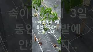 2023년 그물망 고추농사#### 그물망 고추농사 하시는분 참고 하세요..^^♡