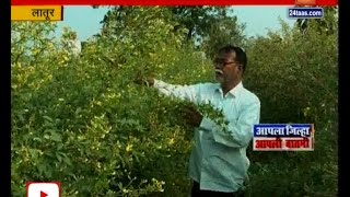 Latur | Seed Of Bad Quality Sopiled Ruby Season Of Farmers