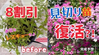 レスキュー苗 見切り苗 80%offのお花救出方法 見切り苗を選ぶポイント