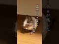 degu octodon small animals family vo.56