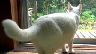 尻尾ふりふり♪ 白猫ユキ Tail of the white cat Yuki