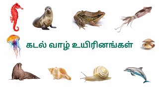 Learn Tamil sea animals name for kids and children /கடல் வாழ் உயிரினங்கள்