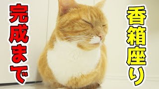 眠そうな猫が香箱座りを完成させるまで【猫 かわいい】