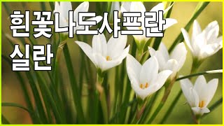 흰꽃나도샤프란 실란-  꽃 영상 ~Peruvian swamp lily , flower HD video