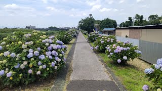 梅雨の晴れ間の紫陽花散策「広瀬川アジサイ遊歩道」、群馬県伊勢崎市