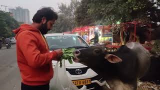 Feeding for stray cows | animal Lover | Shieva Jadoliya